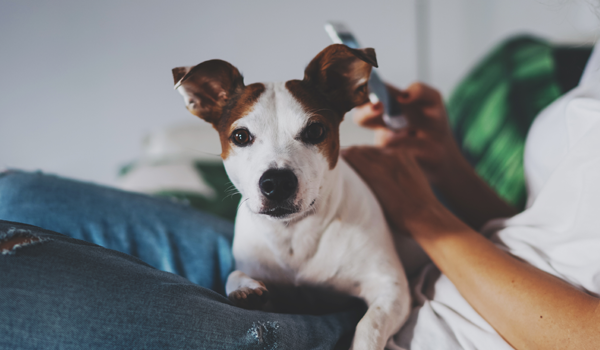 Állati nagy biznisz: a pet tech forradalomról