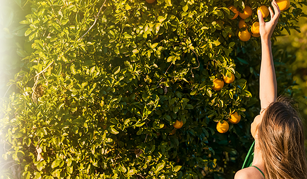 Körforgásos gazdaság akcióban: így termel áramot Sevilla a narancsaiból